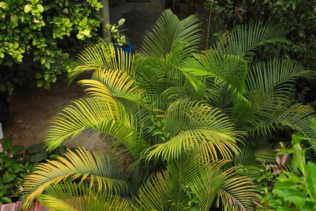 Copperhill- A Luxury Homestay Madikeri Zewnętrze zdjęcie